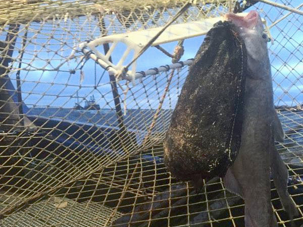 Bait bag with gray (pacific) cod in pot.
